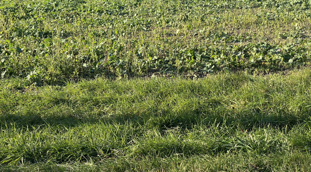 IIBA U NÁS !!  Na predaj investičný pozemok na výstavbu 1 rodinného domu - 7 467  m2  v obci Jahodná  DOHODA MOŽNÁ