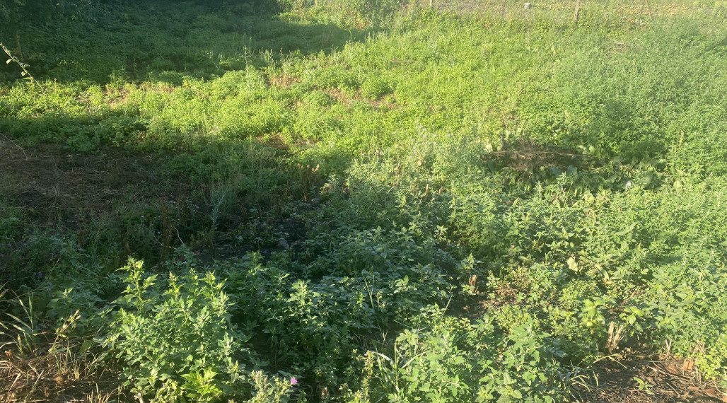 Predám stavebný pozemok v obci Tomášikovo