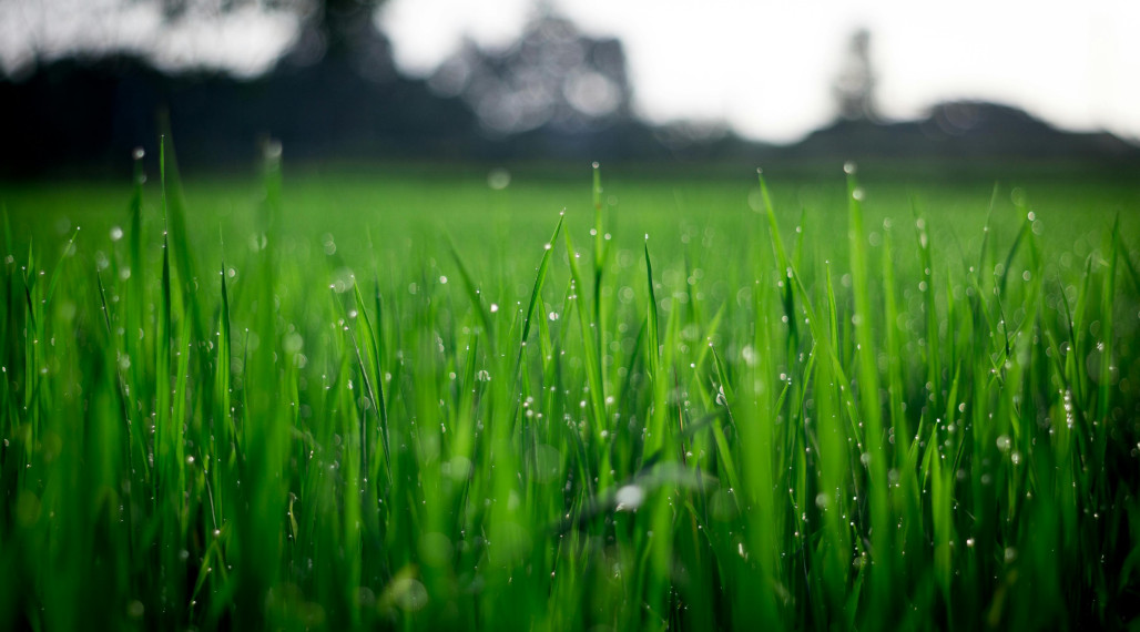 KRÁĽOVIČOVE KRAČANY – POZEMOK NA PREDAJ V CENTRE DEDINY